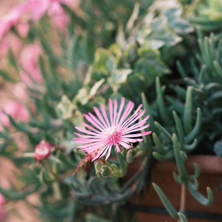 Comecasa Flowery Terraced Apartment Μιλάνο Εξωτερικό φωτογραφία