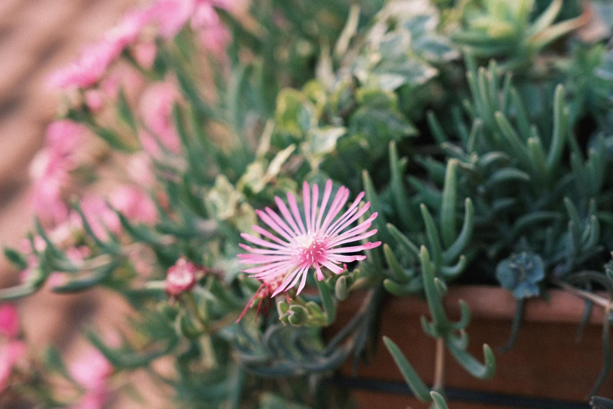Comecasa Flowery Terraced Apartment Μιλάνο Εξωτερικό φωτογραφία